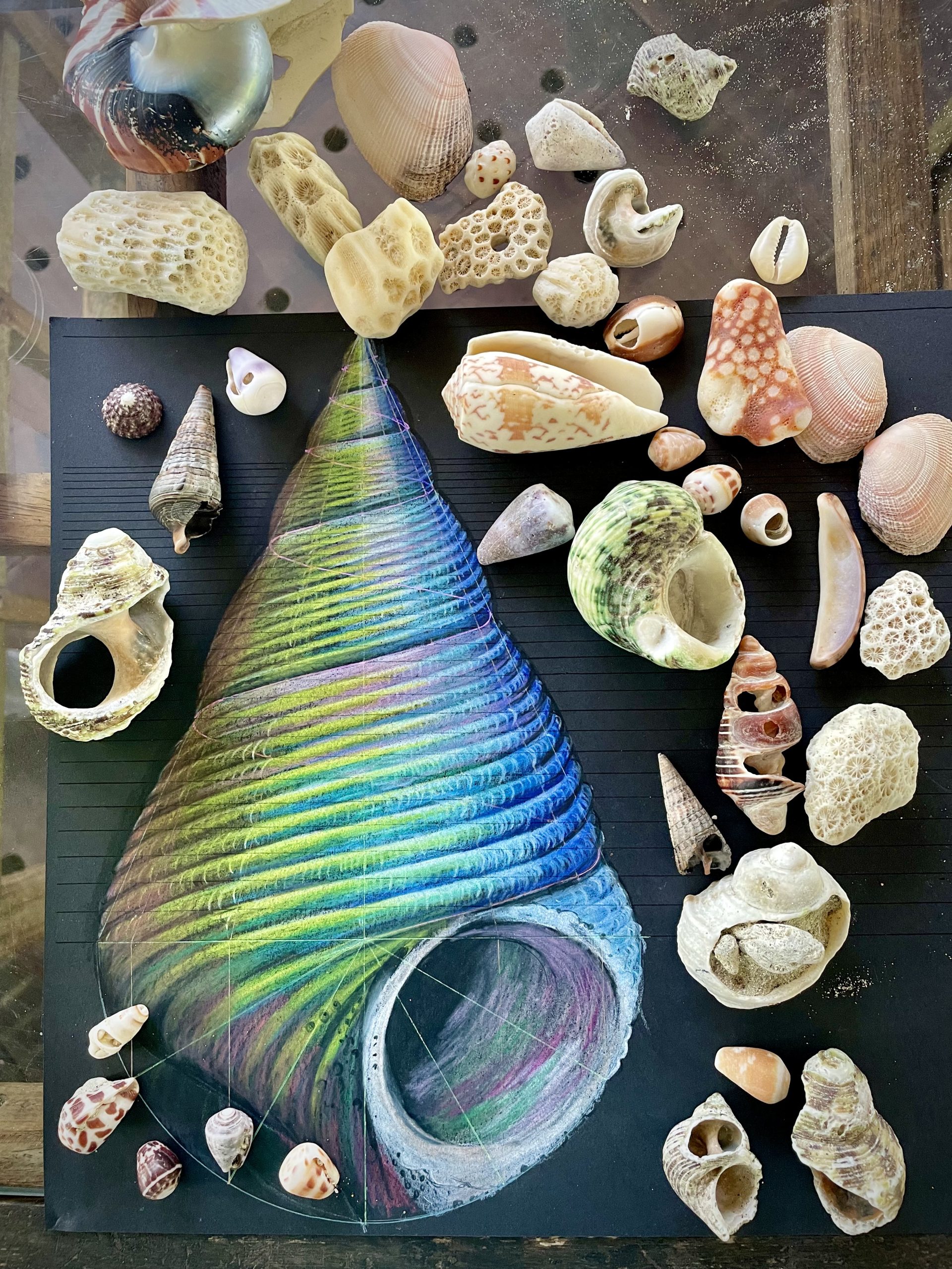 Seashell drawing and shells